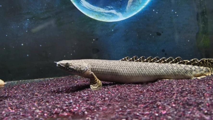 給我一些恐龍魚和恐龍王魚的圖片（恐龍魚和恐龍王魚是兩種非常受歡迎的觀賞魚）