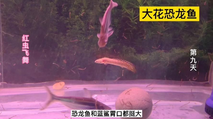 給我一些恐龍魚和恐龍王魚的圖片（恐龍魚和恐龍王魚是兩種非常受歡迎的觀賞魚）
