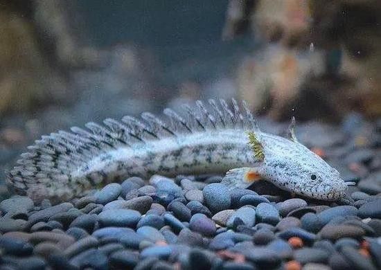 給我一些恐龍魚和恐龍王魚的圖片（恐龍魚和恐龍王魚是兩種非常受歡迎的觀賞魚）