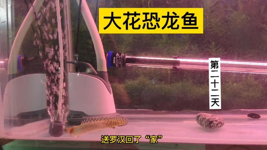 給我一些恐龍魚和恐龍王魚的圖片（恐龍魚和恐龍王魚是兩種非常受歡迎的觀賞魚）