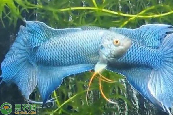 龍魚身上長寄生蟲怎么治療圖片（龍魚身上長寄生蟲怎么治療圖片大全）（龍魚身上長寄生蟲可能會(huì)出現(xiàn)一些明顯的癥狀）