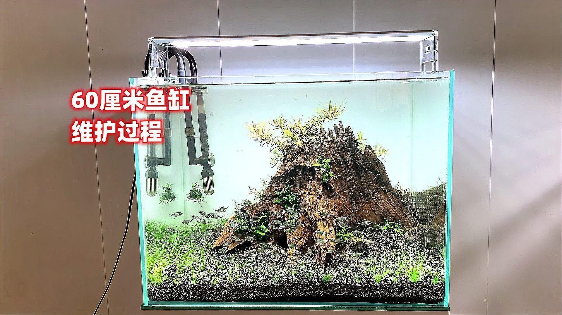 如何加強60厘米魚缸的水質管理（60厘米魚缸的水質管理）