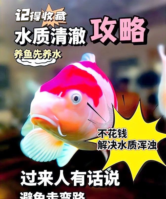 如何加強60厘米魚缸的水質管理（60厘米魚缸的水質管理）