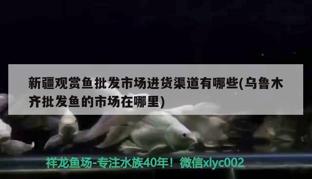 新疆觀賞魚批發市場進貨渠道有哪些(烏魯木齊批發魚的市場在哪里)（新疆觀賞魚批發市場進貨渠道）