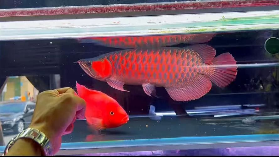 哪里可以找到大湖紅龍魚圖片（印尼大湖紅龍魚圖片推薦，）