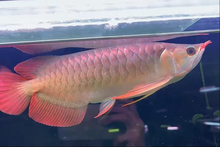 哪里可以找到大湖紅龍魚圖片（印尼大湖紅龍魚圖片推薦，）