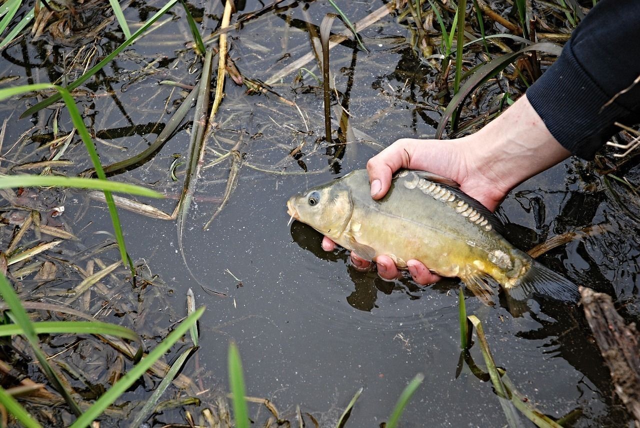 六角恐龍魚怎么養,狀態才好:六角恐龍魚如何飼養（六角恐龍魚怎么養六角恐龍魚怎么養，六角恐龍魚怎么養）