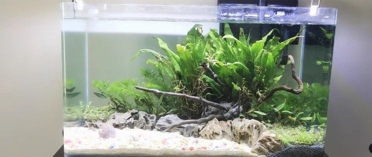 水族魚缸怎么換水(魚缸魚怎么換水)