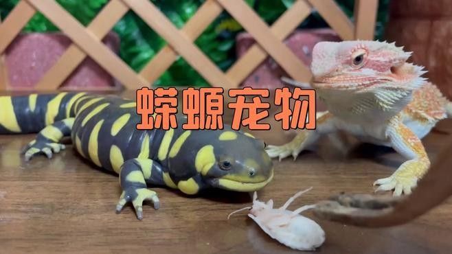 哪種蠑螈更適合新手繁殖（新手繁殖蠑螈）