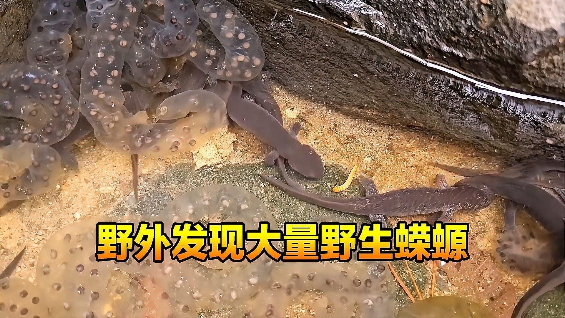 哪種蠑螈更適合新手繁殖（新手繁殖蠑螈）