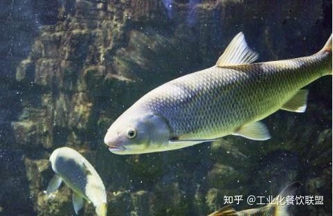 如何處理小白龍魚的腥味（小白龍魚的腥味從何而來揭秘三甲胺的秘密琪寶de熊巢）