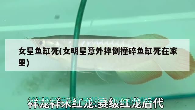 女星魚(yú)缸死(女明星意外摔倒撞碎魚(yú)缸死在家里)