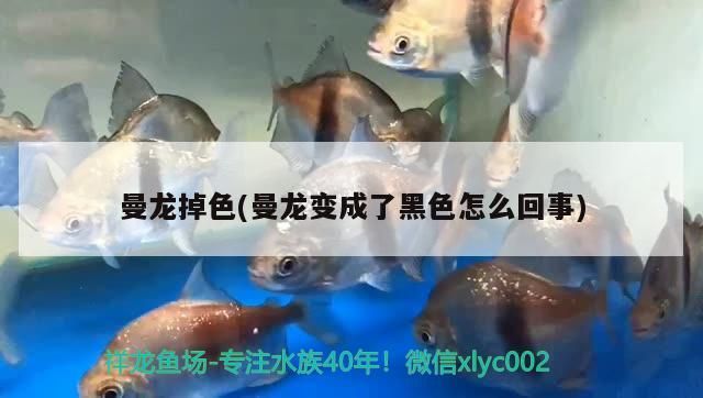 曼龍掉色(曼龍變成了黑色怎么回事)（關(guān)于曼龍掉色和曼龍變成了黑色怎么回事）