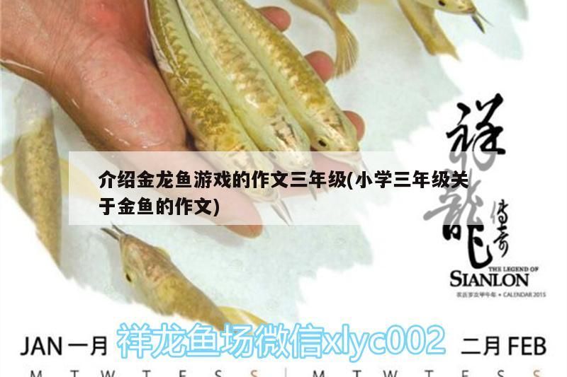 介紹金龍魚游戲的作文三年級(小學三年級關于金魚的作文)（關于金龍魚的作文三年級和小學三年級） 介紹金龍魚游戲的作文三年級(小學三年級關于金魚的作文)（關于金龍魚的作文三年級和小學三年級） 觀賞魚百科