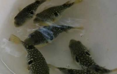 如何檢測白子銀版魚苗水質（如何檢測白子銀版魚苗的水質狀況）