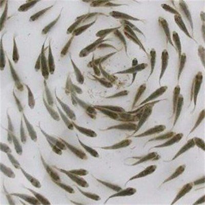 如何檢測白子銀版魚苗水質（如何檢測白子銀版魚苗的水質狀況）