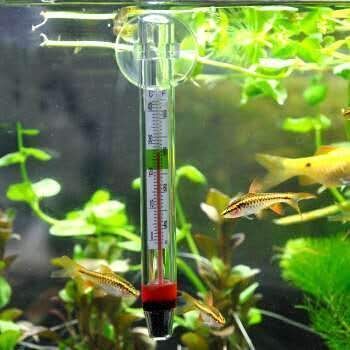 如何檢測白子銀版魚苗水質（如何檢測白子銀版魚苗的水質狀況）