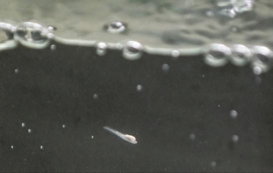 如何檢測白子銀版魚苗水質（如何檢測白子銀版魚苗的水質狀況）