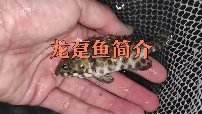 龍躉魚生怎么做才好吃？（清蒸龍躉肉,鮮美又脆嫩,家常做法超簡單）