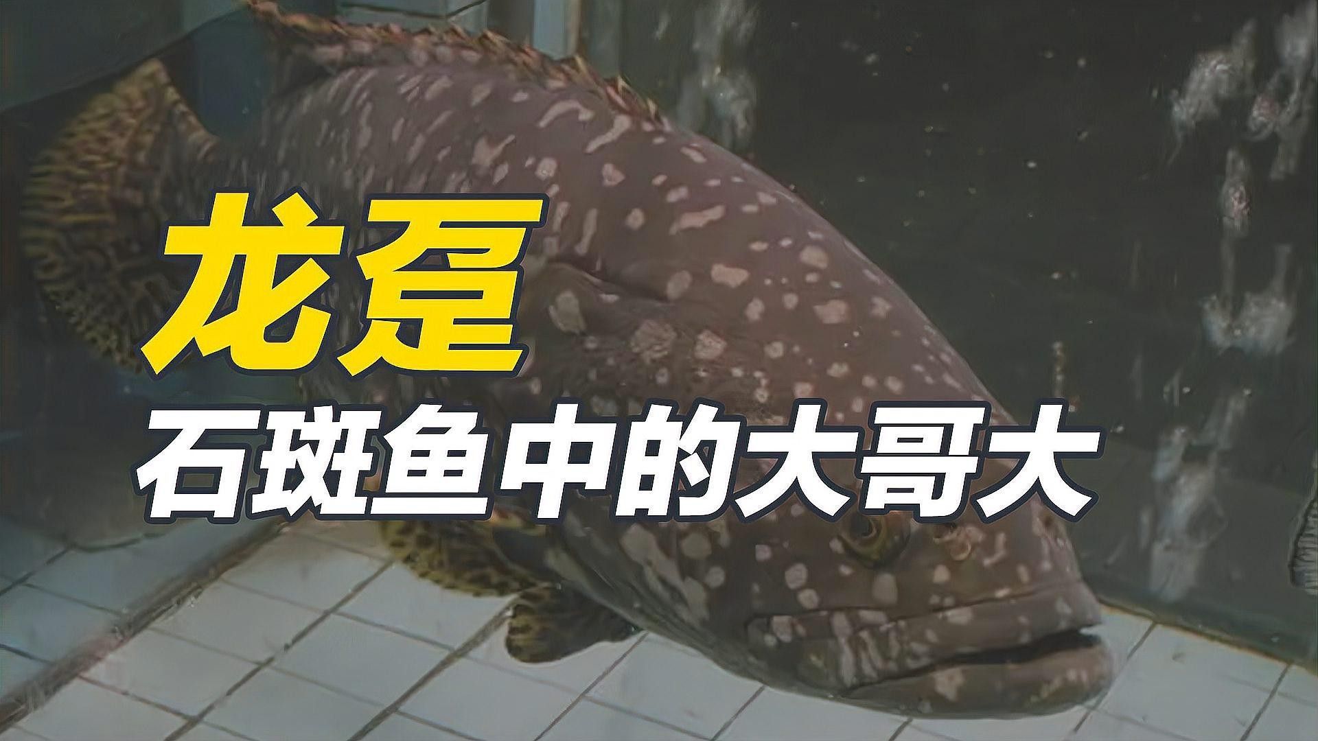 龍躉魚生怎么做才好吃？（清蒸龍躉肉,鮮美又脆嫩,家常做法超簡單）