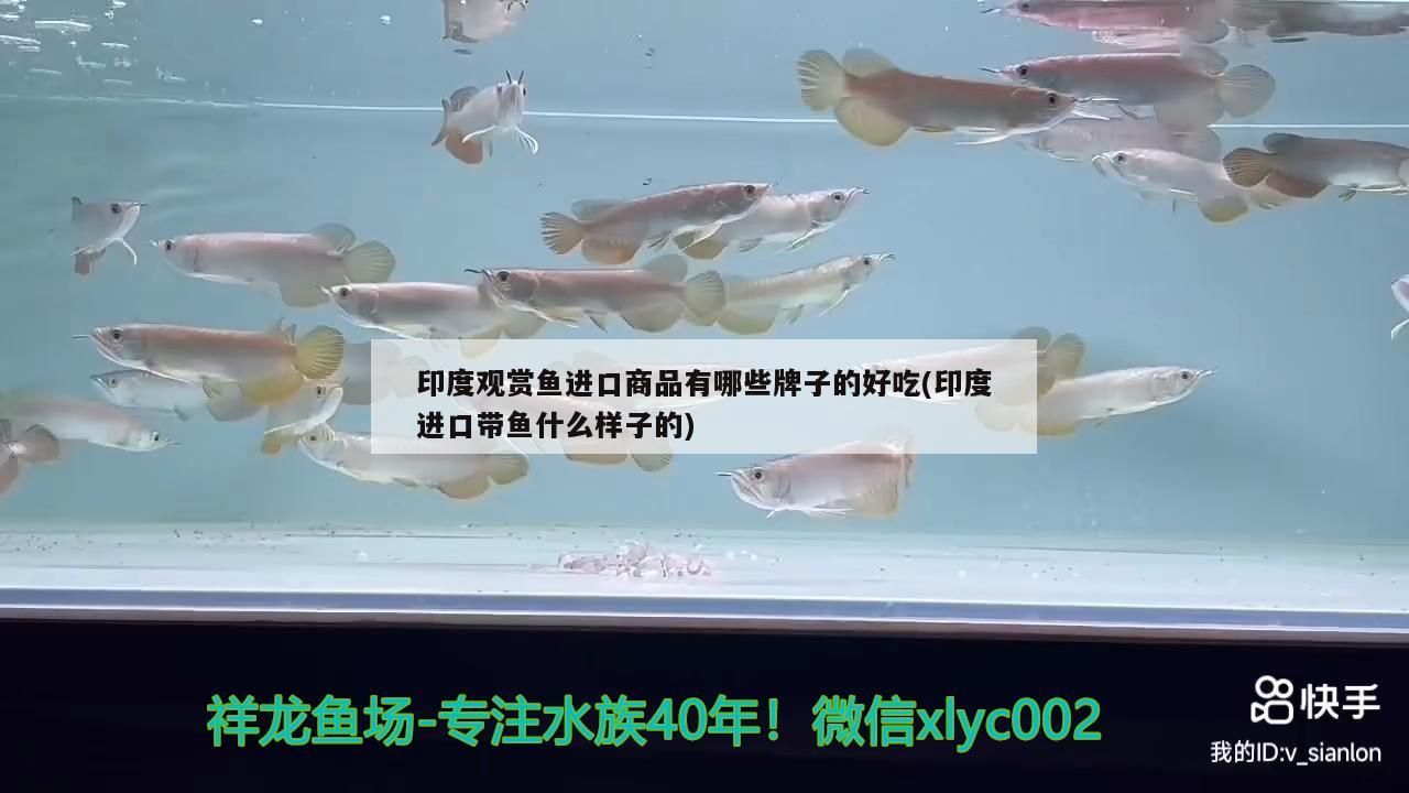 印度觀賞魚進口商品有哪些牌子的好吃(印度進口帶魚什么樣子的)（華麗印度觀賞魚進口商品有哪些牌子的好吃的魚有哪些）