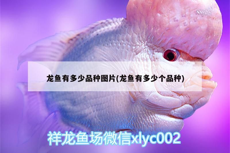 龍魚有多少品種圖片(龍魚有多少個品種)