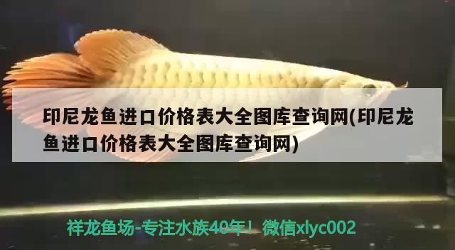 印尼龍魚進口價格表大全圖庫查詢網(印尼龍魚進口價格表大全圖庫查詢網)（印尼龍魚進口價格表大全印尼龍魚進口價格表大全）