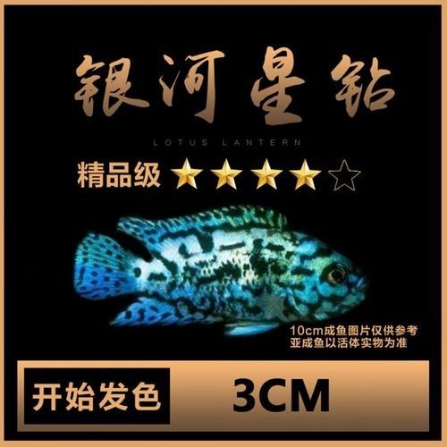 銀河星鉆魚是雜牌還是名牌（銀河星鉆魚是名牌還是雜牌？）