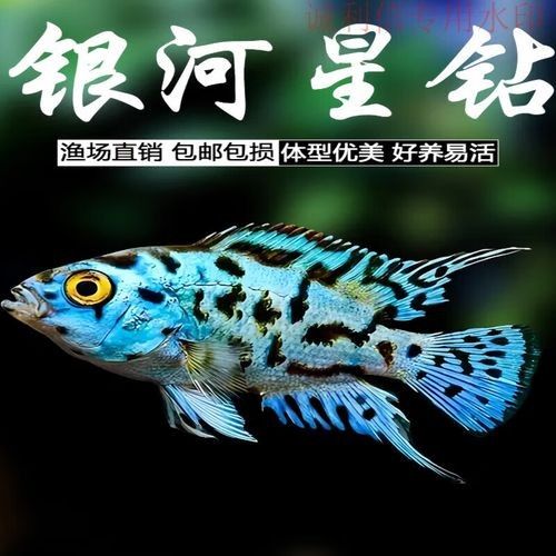 銀河星鉆魚是雜牌還是名牌（銀河星鉆魚是名牌還是雜牌？）