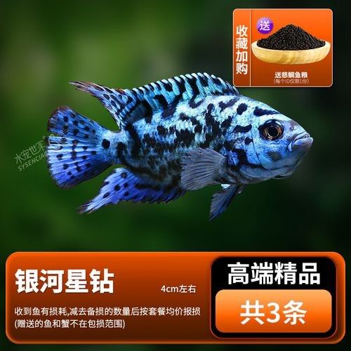 銀河星鉆魚是雜牌還是名牌（銀河星鉆魚是名牌還是雜牌？）