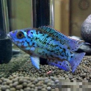 銀河星鉆魚是雜牌還是名牌（銀河星鉆魚是名牌還是雜牌？）