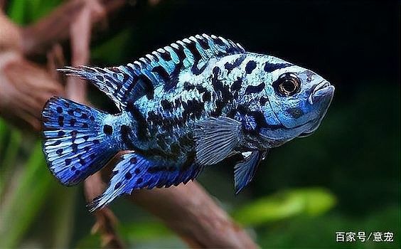 銀河星鉆魚是雜牌還是名牌（銀河星鉆魚是名牌還是雜牌？）
