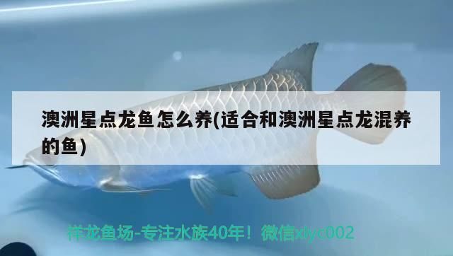 銀龍魚 澳洲星點龍魚怎么養(適合和澳洲星點龍混養的魚)(澳洲星點龍怎么養) 觀賞魚百科 澳洲星點龍魚怎么養(適合和澳洲星點龍混養的魚)(澳洲星點龍怎么養) 澳洲星點龍魚怎么養(適合和澳洲星點龍混養的魚)(澳洲星點龍怎么養) 觀賞魚百科