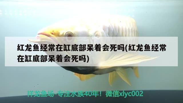 紅龍魚(yú)經(jīng)常在缸底部呆著會(huì)死嗎(紅龍魚(yú)經(jīng)常在缸底部呆著會(huì)死嗎)