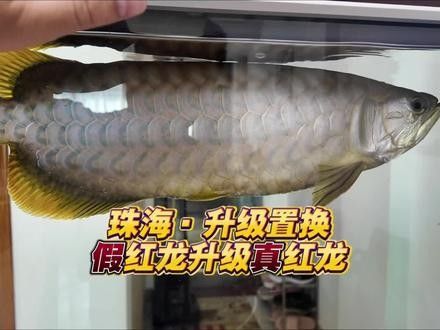 紅龍號半的市場價格是多少？（紅龍號半的市場價格多少錢一條）