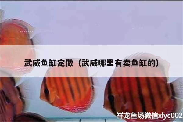 武威魚缸批發市場：武威買魚缸地方推薦