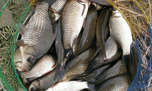 龍魚釣上來后如何處理