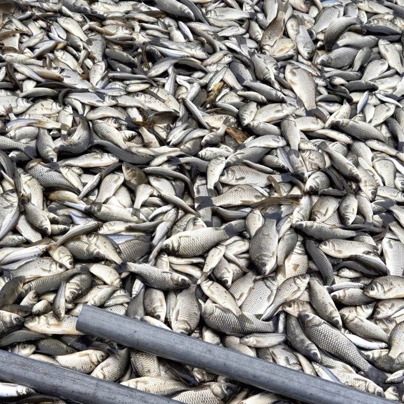 龍魚飼料魚是什么魚（龍魚飼料魚是指用于喂養(yǎng)龍魚的特定魚類）