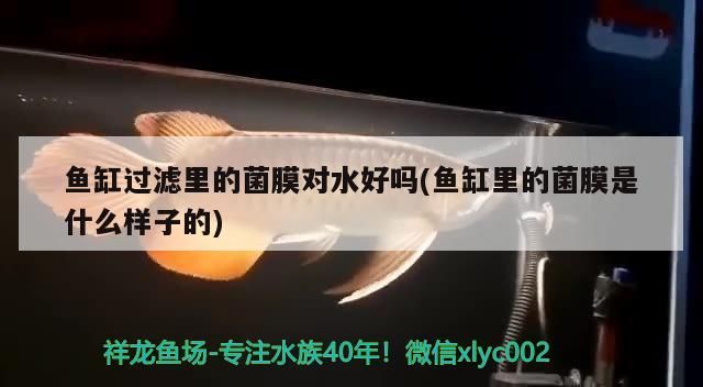 魚缸過濾里的菌膜對水好嗎(魚缸里的菌膜是什么樣子的)