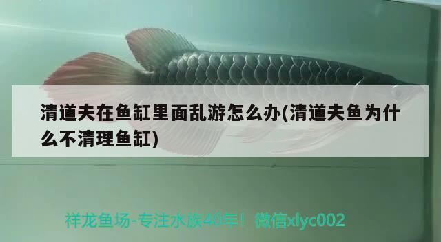 錦鯉魚池（錦鯉魚池水質處理方法）（養殖錦鯉魚的注意事項）