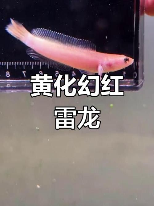 如何判斷幻紅雷龍魚是否健康（如何判斷幻紅雷龍魚的健康狀況）
