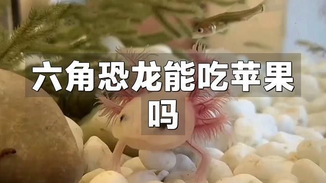 六角龍魚吃什么水果好（六角龍魚吃什么水果） 六角龍魚吃什么水果好（六角龍魚吃什么水果） 龍魚百科 第1張