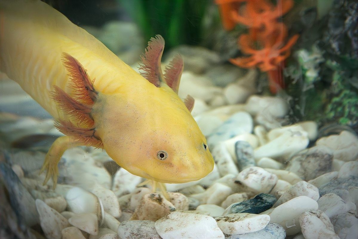 六角龍魚吃什么水果好（六角龍魚吃什么水果） 六角龍魚吃什么水果好（六角龍魚吃什么水果） 龍魚百科 第6張