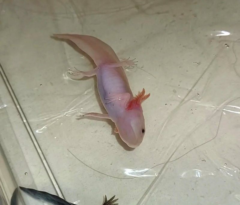 六角龍魚吃什么水果好（六角龍魚吃什么水果） 六角龍魚吃什么水果好（六角龍魚吃什么水果） 龍魚百科 第3張