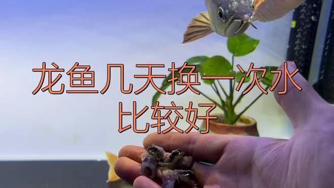 高背紅龍魚多久換一次水？（高背紅龍魚換水頻率與量如何掌握從三分之一到九分之一到九分之一）