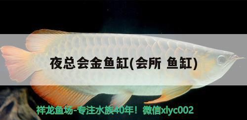 夜總會金魚缸(會所魚缸)