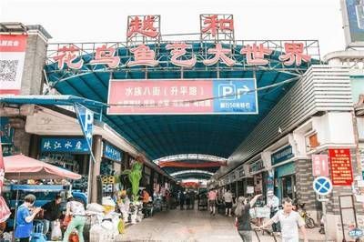 廣州芳村水族批發(fā)市場(chǎng)在哪里：廣州最大的水族批發(fā)市場(chǎng)在哪里？