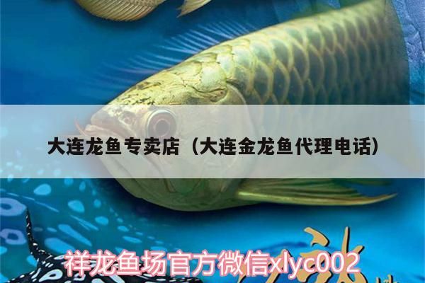大連龍魚專賣店（大連金龍魚代理電話）（大連金龍魚代理電話、大連龍魚代理電話、大連龍魚專賣店介紹）