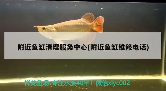 金龍魚養(yǎng)殖成本構(gòu)成分析（金龍魚的養(yǎng)殖成本主要包括哪些方面？）