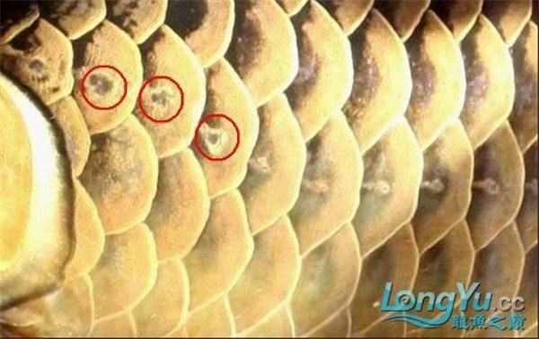 金龍魚側線孔異常擴大能自愈嗎？（金龍魚側線孔異常擴大怎么辦）